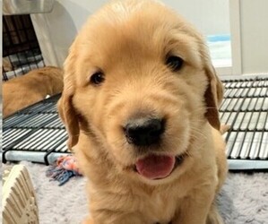 Medium Golden Retriever