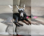 Small Photo #12 Doberman Pinscher Puppy For Sale in DAMASCUS, OR, USA