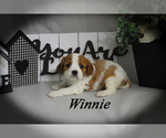 Small #13 Cavalier King Charles Spaniel