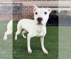 American Staffordshire Terrier-Unknown Mix Dogs for adoption in Murfreesboro, TN, USA