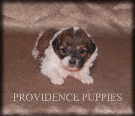 Zuchon Puppy for sale in WAYLAND, IA, USA