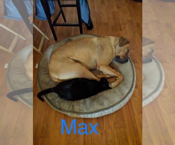 Medium Photo #1 Boxer-Great Dane Mix Puppy For Sale in Vail, AZ, USA