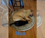 Small Photo #1 Boxer-Great Dane Mix Puppy For Sale in Vail, AZ, USA
