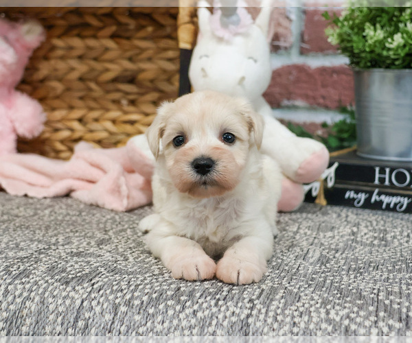 Medium Photo #18 Schnauzer (Miniature) Puppy For Sale in SYRACUSE, IN, USA