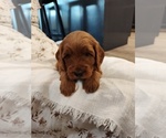 Small Photo #5 Goldendoodle (Miniature) Puppy For Sale in GLENN, CA, USA