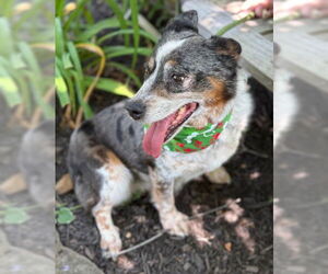 Cardigan Welsh Corgi-Unknown Mix Dogs for adoption in Warrenton, VA, USA