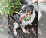 Small Cardigan Welsh Corgi Mix