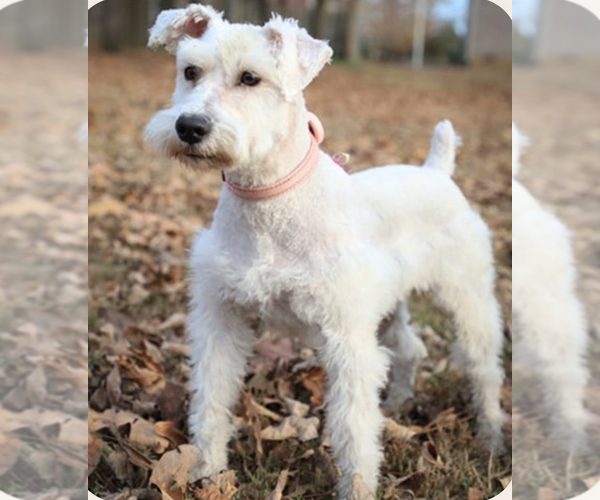 Medium Photo #1 Schnauzer (Miniature) Puppy For Sale in MURFREESBORO, TN, USA