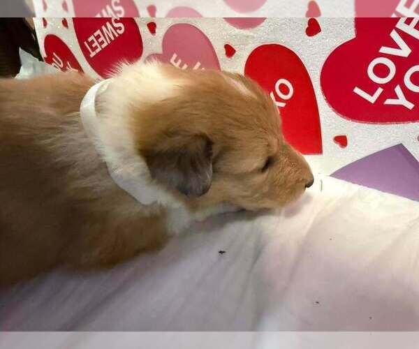 Medium Photo #5 Collie Puppy For Sale in HIGH POINT, NC, USA