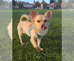 Small #1 Mutt