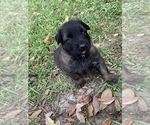 Small Photo #5 Belgian Malinois Puppy For Sale in MULBERRY, FL, USA