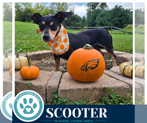 Chiweenie Dogs for adoption in Kimberton, PA, USA