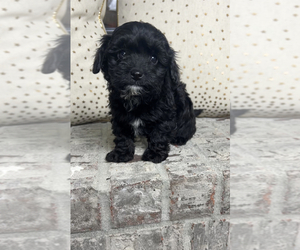 Maltipoo Puppy for sale in PARAGON, IN, USA