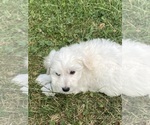 Small #3 Bichon Frise