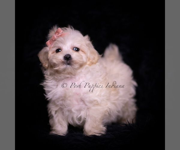Medium Photo #5 Maltipoo (Miniature) Puppy For Sale in WARSAW, IN, USA