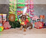 Puppy Whitaker Chihuahua