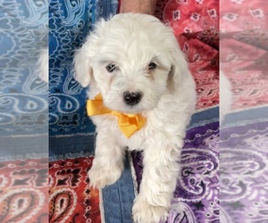 YorkiePoo Puppy for sale in FLETCHER, OK, USA