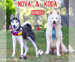 Huskies -Pembroke Welsh Corgi Mix Dogs for adoption in Unionville, PA, USA