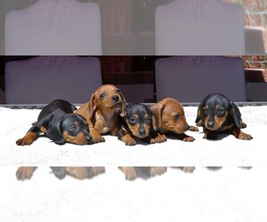 Dachshund Puppy for Sale in LAKESIDE, California USA