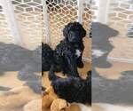 Small Photo #7 Goldendoodle Puppy For Sale in CHARLESTON, SC, USA