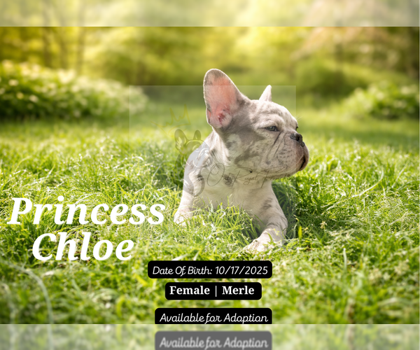 Medium Photo #7 French Bulldog Puppy For Sale in FAYETTEVILLE, GA, USA