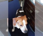 Small #7 Beagle