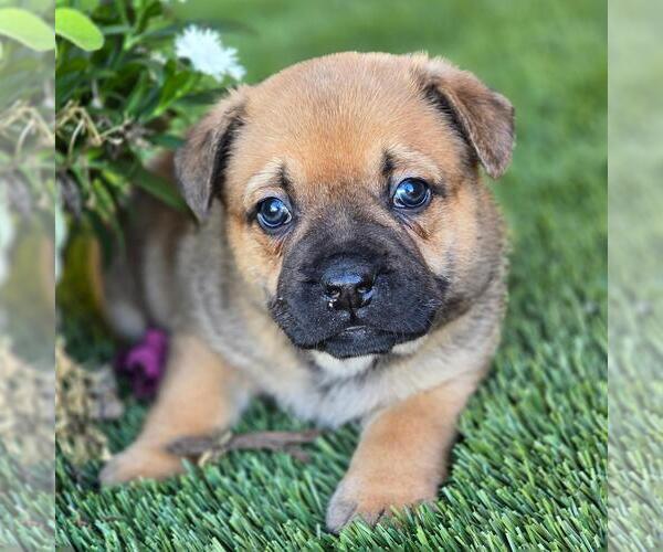 Medium Photo #3 French Bulldog-Unknown Mix Puppy For Sale in San Diego, CA, USA