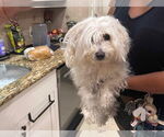 Small #13 Maltese Mix