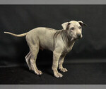 Small Photo #10 Thai Ridgeback Puppy For Sale in MANHATTAN, NY, USA