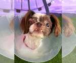 Small #4 Shih Tzu