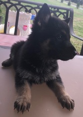 German Shepherd Dog Puppy for sale in HENDERSONVILLE, TN, USA