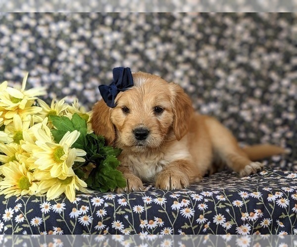 Medium Photo #6 Goldendoodle (Miniature) Puppy For Sale in QUARRYVILLE, PA, USA