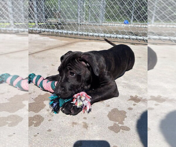 Medium Photo #1 Mastiff-Unknown Mix Puppy For Sale in Muskegon, MI, USA
