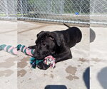Small Mastiff Mix