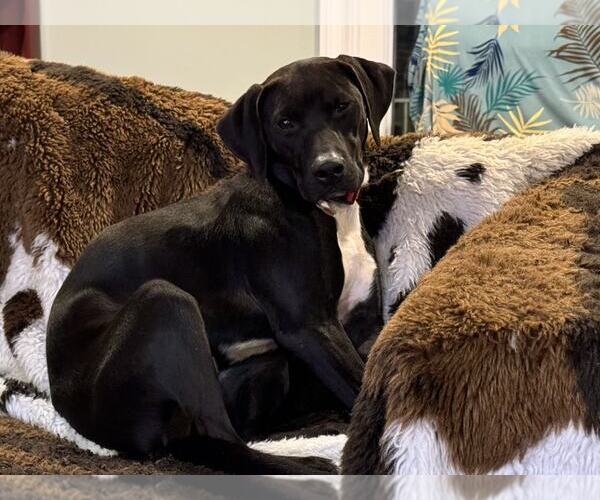 Medium Photo #7 Labrador Retriever-Unknown Mix Puppy For Sale in Holly Springs, NC, USA