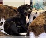 Small #6 Labrador Retriever Mix