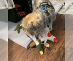 Small #13 Mutt
