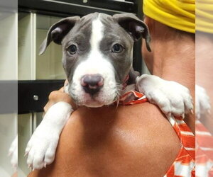 Mutt Dogs for adoption in Minneapolis, MN, USA