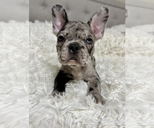 French Bulldog Puppy for Sale in EL PASO, Texas USA
