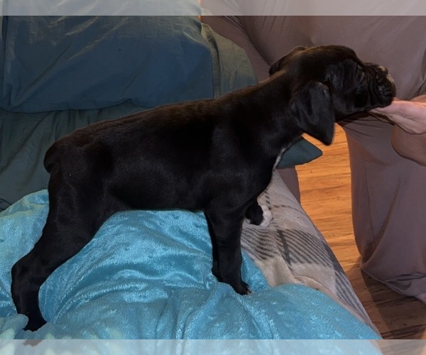 Medium Photo #5 Boxer Puppy For Sale in INCHELIUM, WA, USA