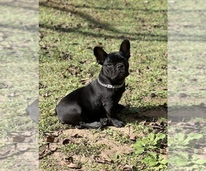 French Bulldog Puppy for sale in STOCKBRIDGE, GA, USA