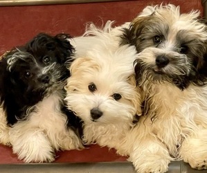 Havanese Puppy for sale in GAY, GA, USA