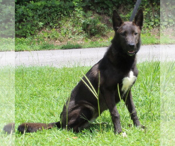 Medium Photo #2 Siberian Husky-Unknown Mix Puppy For Sale in Prattville, AL, USA