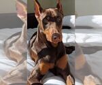 Small Photo #8 Doberman Pinscher Puppy For Sale in CORAL SPRINGS, FL, USA