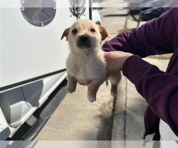 Medium Photo #1 Chihuahua-Unknown Mix Puppy For Sale in Houston, TX, USA