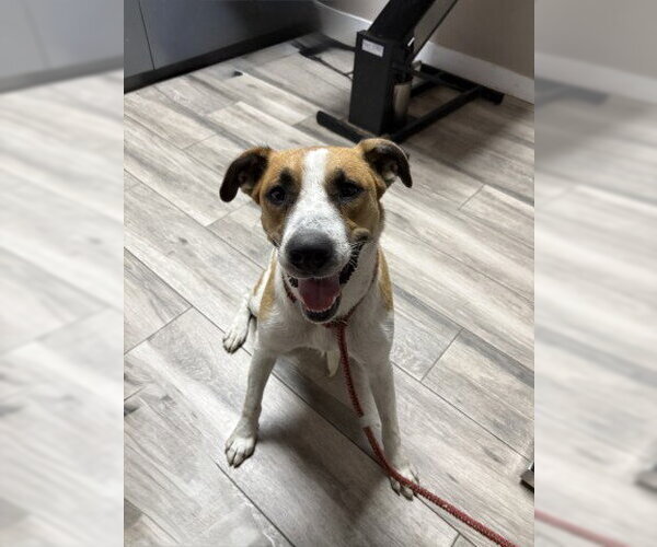 Medium Photo #1 Mutt Puppy For Sale in Redlands, CA, USA
