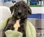 Small Photo #2 Labrador Retriever-Unknown Mix Puppy For Sale in Washington, DC, USA