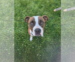 Small #25 American Pit Bull Terrier Mix