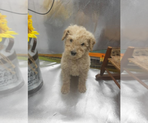 Goldendoodle Puppy for sale in KOKOMO, IN, USA
