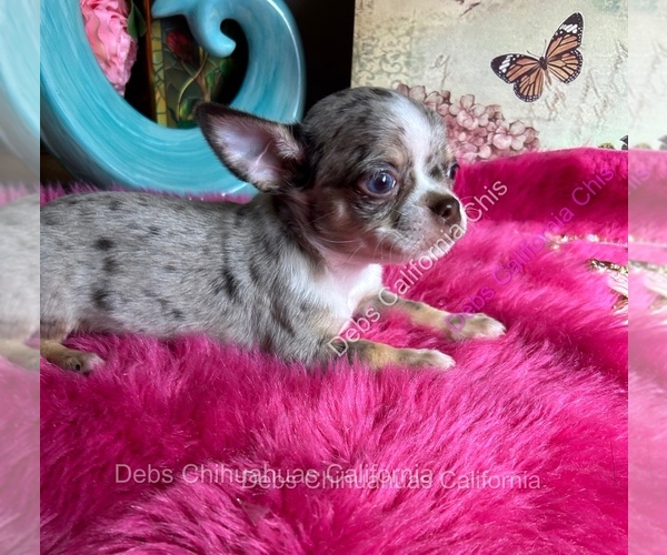 Medium Photo #4 Chihuahua Puppy For Sale in TRACY, CA, USA
